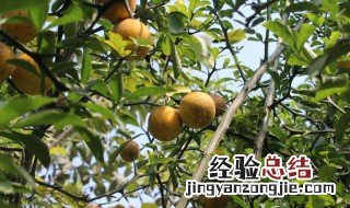 枳椇有什么功效和作用 枳作用与功效