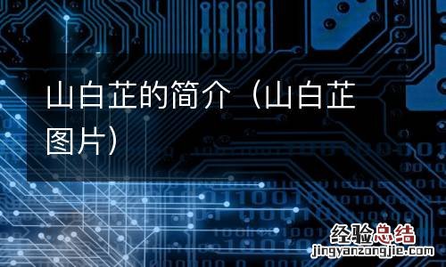山白芷图片 山白芷的简介