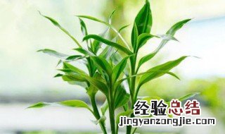 适合摆放在客厅的植物有哪些 推荐几款给大家