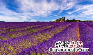 薰衣草香薰有毒吗 薰衣草是否有毒