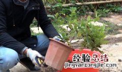 栀子花换盆步骤 栀子花换盆步骤图