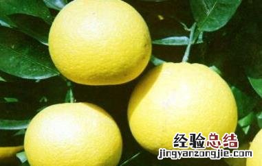胡柚的功效与作用及禁忌 胡柚子的功效与作用及禁忌