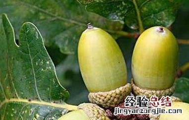 橡果和榛子的區別图片 橡果和榛子的區別