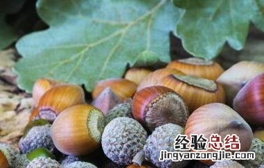 橡果和榛子的區別图片 橡果和榛子的區別