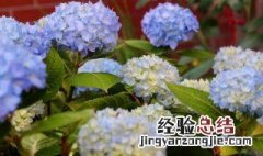 无尽夏绣球可以过冬吗 绣球无尽夏休眠什么样