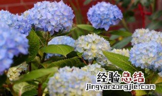 无尽夏绣球可以过冬吗 绣球无尽夏休眠什么样