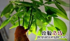 发财树是否开花? 发财树是否开花