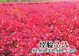 红叶石楠如何养 红叶石楠如何养护和管理