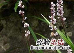 什么是麦冬草 冬麦草百科