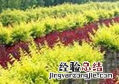合欢扦插繁殖 朱羽合欢的繁殖方法和栽培技术
