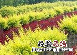 合欢扦插繁殖 朱羽合欢的繁殖方法和栽培技术