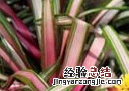 请问凤梨怎么养 丹尼斯凤梨如何养