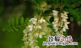 槐花作用与功效禁忌 槐花作用与功效
