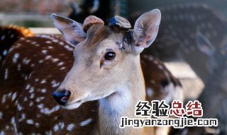 梅花鹿可以吃吗 梅花鹿可不可以吃