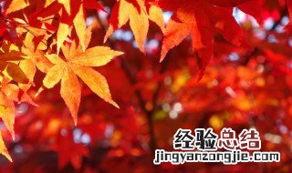 叶片呈红色的原因 树叶变红是什么原因