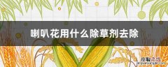 喇叭花用什么除草剂去除 喇叭花打什么除草剂