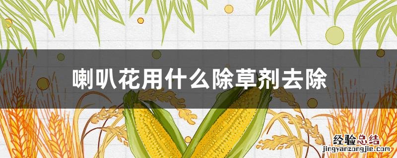 喇叭花用什么除草剂去除 喇叭花打什么除草剂