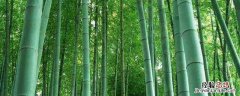 送竹子的含义是什么 送竹节有什么含义