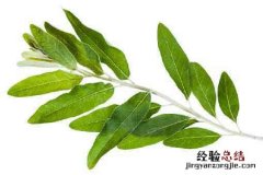 沙枣主要分布在我国的哪里 沙枣科属种