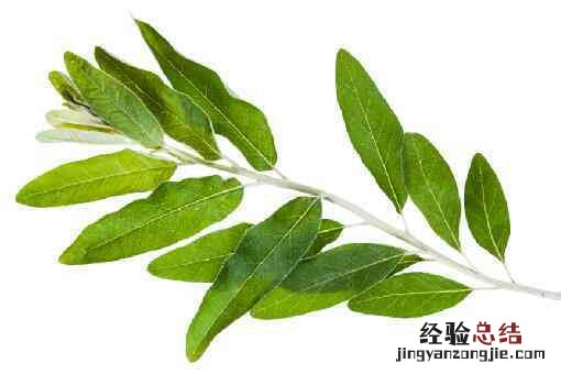 沙枣主要分布在我国的哪里 沙枣科属种