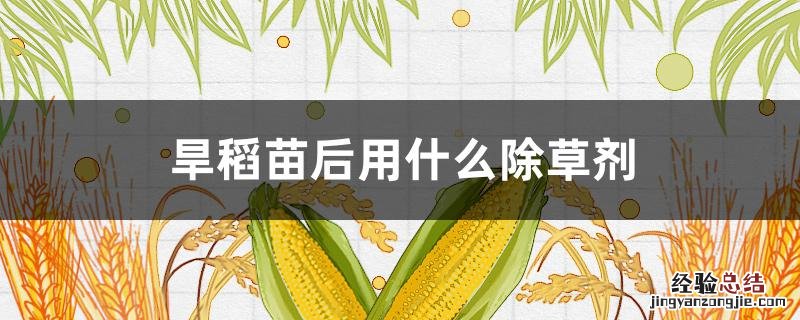 旱稻苗后用什么除草剂 旱稻田用什么除草剂?