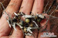 黄精种子的催芽育苗方法介绍！温度和湿度需要控制在多少？