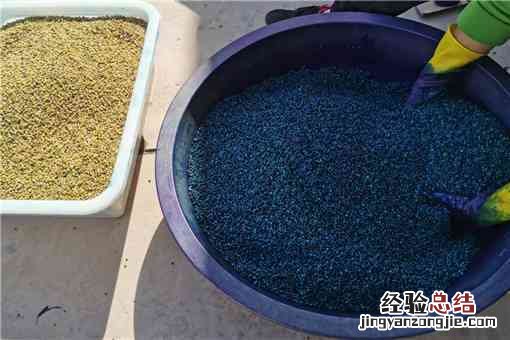 黄精种子的催芽育苗方法介绍!温度和湿度需要控制在多少?