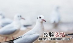 一周吃一只鸽子会不会太补了 一个星期吃一只鸽子会怎么样