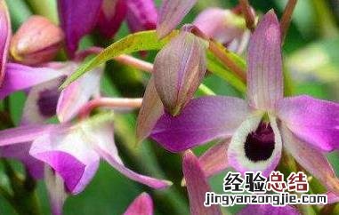金钗石斛怎么修剪 金钗石斛如何修剪