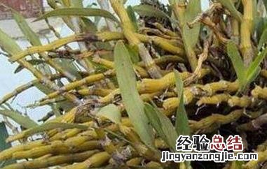 金钗石斛怎么修剪 金钗石斛如何修剪