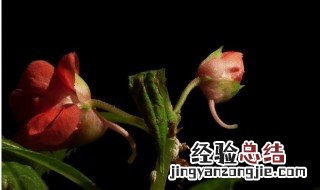 凤仙花生长的时间是几月 凤仙花生长的时间