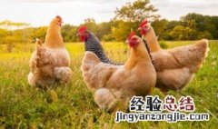 梦见偷鸡是什么意思 梦见偷鸡是什么意思解梦