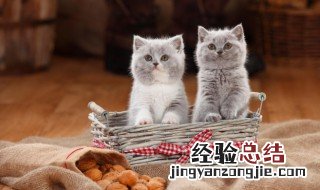 女人梦见一群猫是什么意思 梦见一群猫是什么意思