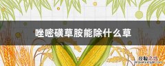 唑嘧磺草胺能除什么草 双氟唑嘧胺除什么草