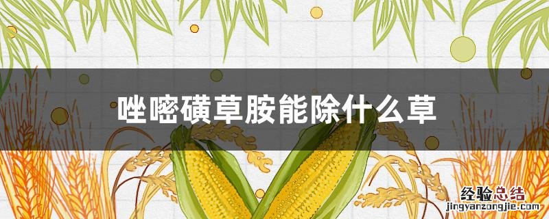 唑嘧磺草胺能除什么草 双氟唑嘧胺除什么草