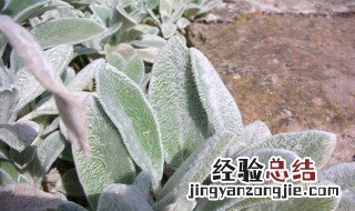 棉毛水苏怎么养 棉毛水苏的养殖方法