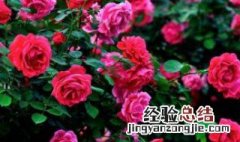 玫瑰花多久开花时间 玫瑰花多久开花