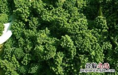 三七花的吃法有哪些 三七花的食用