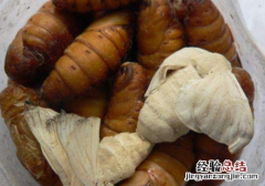 雄蚕蛾的营养价值
