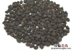 牵牛子的营养价值