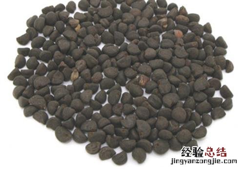 牵牛子的营养价值