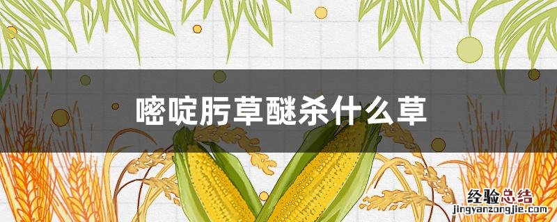 嘧啶肟草醚杀什么草 嘧啶肟草醚除草范围