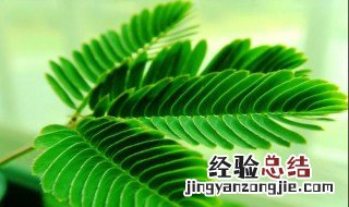 含羞草对人体有害吗百科 含羞草对人体有害吗