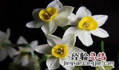 水仙是否适合放在室内养殖 水仙是否适合放在室内