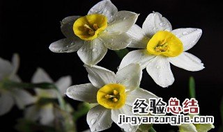 水仙是否适合放在室内养殖 水仙是否适合放在室内