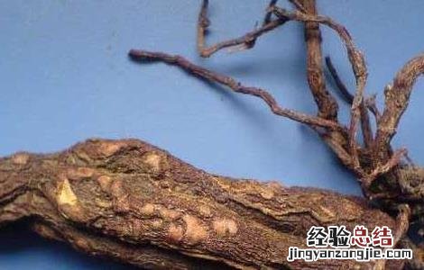 何首乌怎么吃补肾最好 何首乌怎么吃?