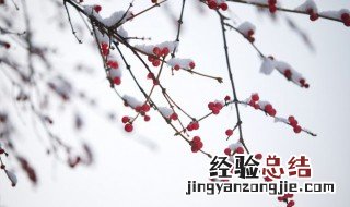 小雪是农历几月几日 小雪的简介