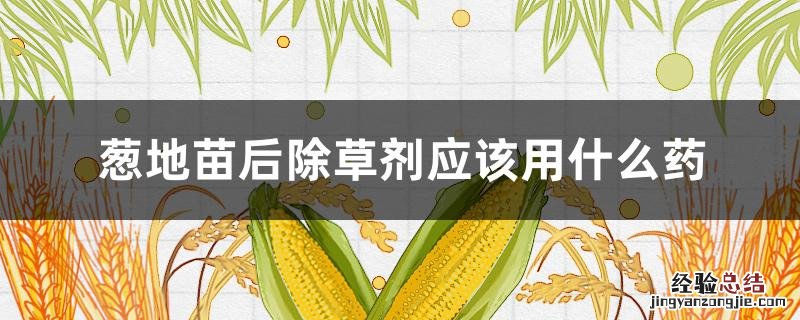 葱地苗后除草剂应该用什么药 洋葱地苗后可用哪种除草剂