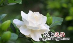 栀子花换盆需要浇水吗怎么浇 栀子花换盆需要浇水吗