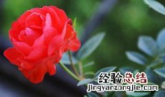如何让玫瑰花快速开花 如何让玫瑰花快速开花呢